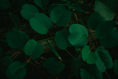 High angle view of plant growing on field