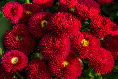 Close-up of red flowering plants