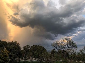 Trees against cloudy sky during sunset