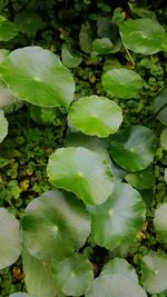 Close-up of green leaves