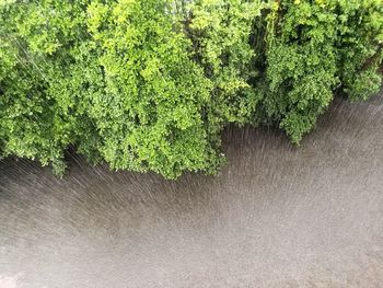 Plants growing on tree