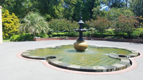 Trees in park