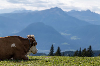 Cows on field