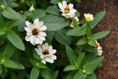 Close-up of white flowering plants