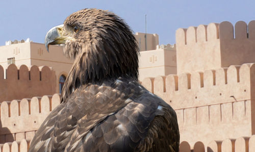 Portrait of a falcon in front of an acient castle in oman