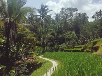 Scenic view of palm trees on landscape against sky