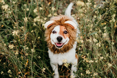 Cute jack russell dog wearing a lion costume on head. happy dog in nature in yellow flowers meadow