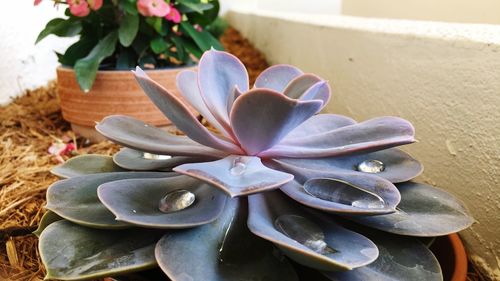 Close-up of frangipani on plant