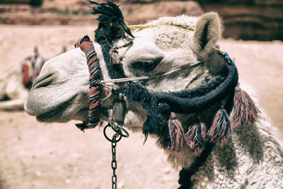 Close-up of a horse