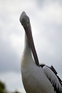 Close-up of pelican against sky