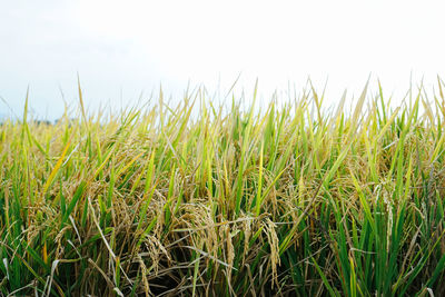 Close-up of crops growing on field against sky