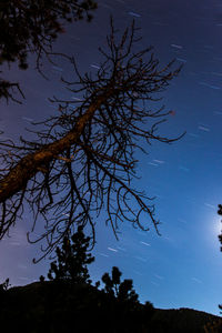 Low angle view of silhouette tree against sky