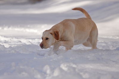 Dog standing in snow