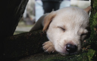 Close-up portrait of puppy relaxing outdoors