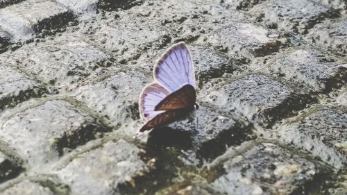 Close-up of butterfly on rock