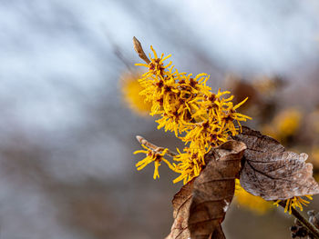 Close-up of yellow maple leaves against blurred background