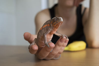 Midsection of woman holding reptile on table