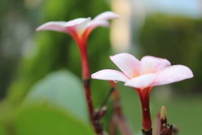 Close-up of white lily of plant