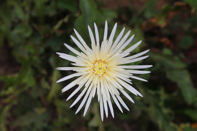 Close-up of white flowering plant blooming outdoors