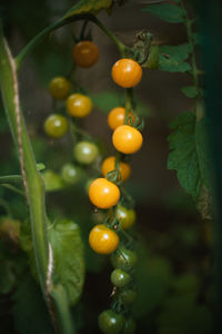 Close-up of fruits on tree