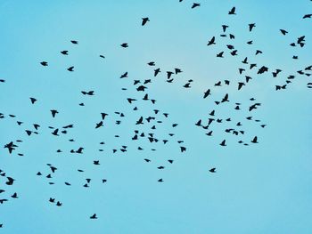 Low angle view of birds flying against clear sky