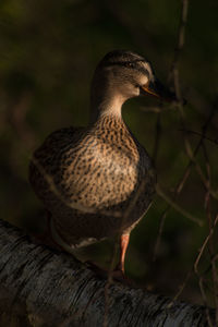 Close-up of duck on wood