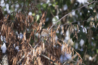 Close-up of dried plant on land