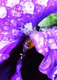 Close-up of bee on purple flower