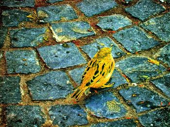 High angle view of yellow lizard