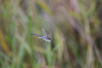 Close-up of dragonfly flying