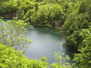 Scenic view of river amidst trees in forest