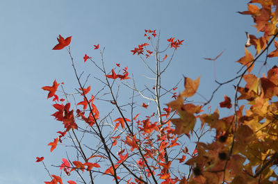 Low angle view of tree against sky