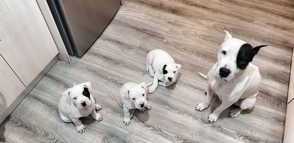 High angle view of dogs on hardwood floor