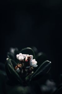 Close-up of white rose flower against black background