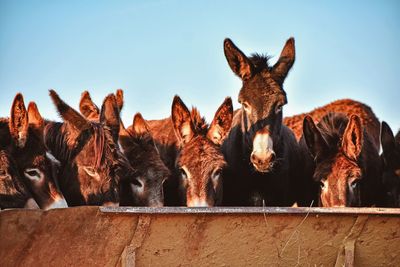 View of a giraffes