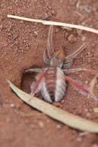 Close-up of insect