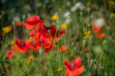 Close-up of red poppy flowers on field