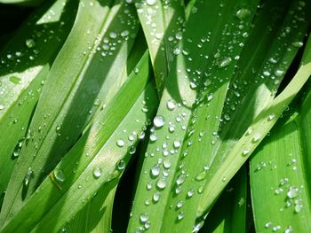 Close-up of wet plant