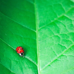 High angle view of ladybug on leaf