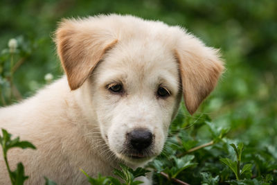 Close-up portrait of a dog