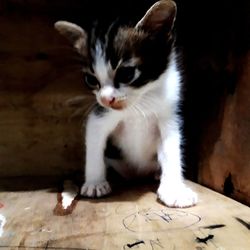 Cat looking away while sitting on floor at home