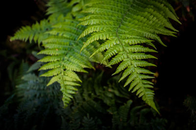 Close-up of fern leaves