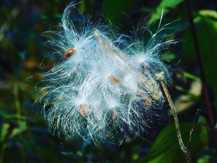 CLOSE-UP OF DANDELION AGAINST PLANTS