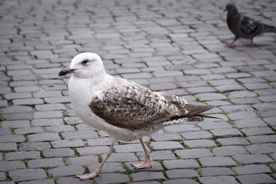High angle view of pigeon perching on footpath