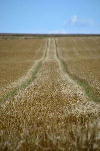 Scenic view of field against clear sky