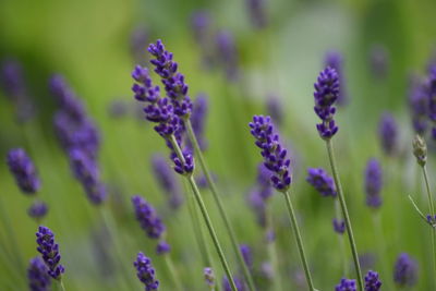 Close-up of purple flowering plants on field