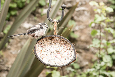 Bird perching on feeder