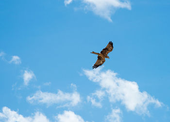 Low angle view of eagle flying in sky