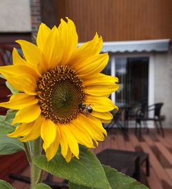 Honey bee gathering pollen on a sunflower in an urban garden