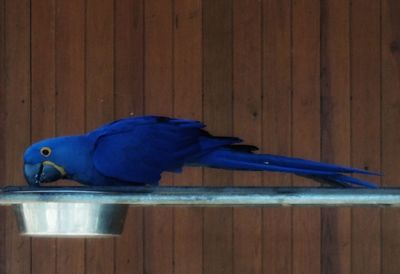 Close-up of blue parrot perching on wood